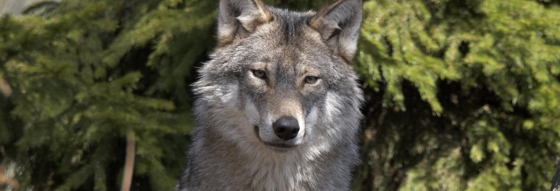 Wolf der in die Kamera schaut.